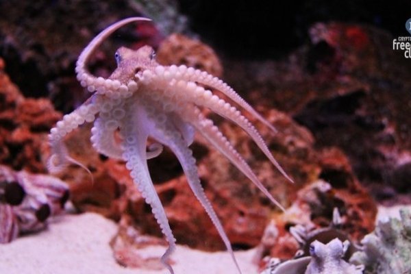 Kraken 22at