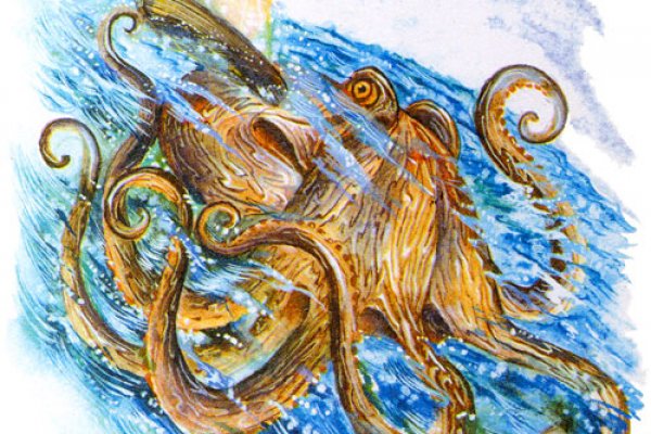 Kraken 17 at net