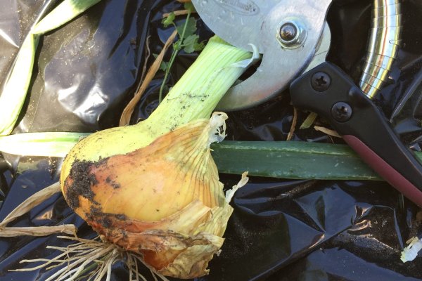 Kraken рабочая ссылка onion